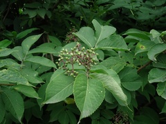 Sambucus kamtschatica