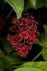 Sambucus kamtschatica