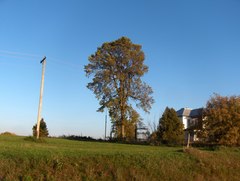 Ulmus thomasii