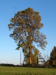 Ulmus thomasii