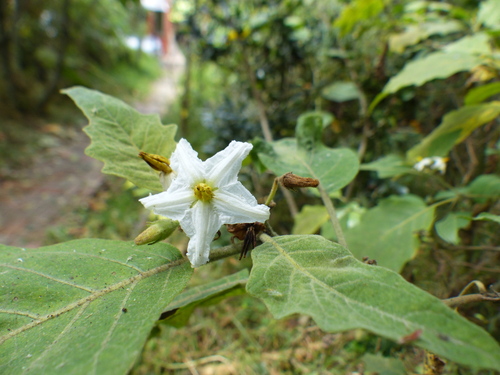 Solanum stellatiglandulosum, photograph 6
