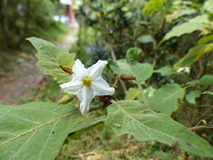 Solanum stellatiglandulosum, photograph (c) Ariel Gallego, some rights reserved (CC BY)