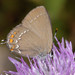 Ilex Hairstreak - Photo (c) Paolo Mazzei, some rights reserved (CC BY-NC), uploaded by Paolo Mazzei