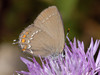 Ilex Hairstreak - Photo (c) Paolo Mazzei, some rights reserved (CC BY-NC), uploaded by Paolo Mazzei