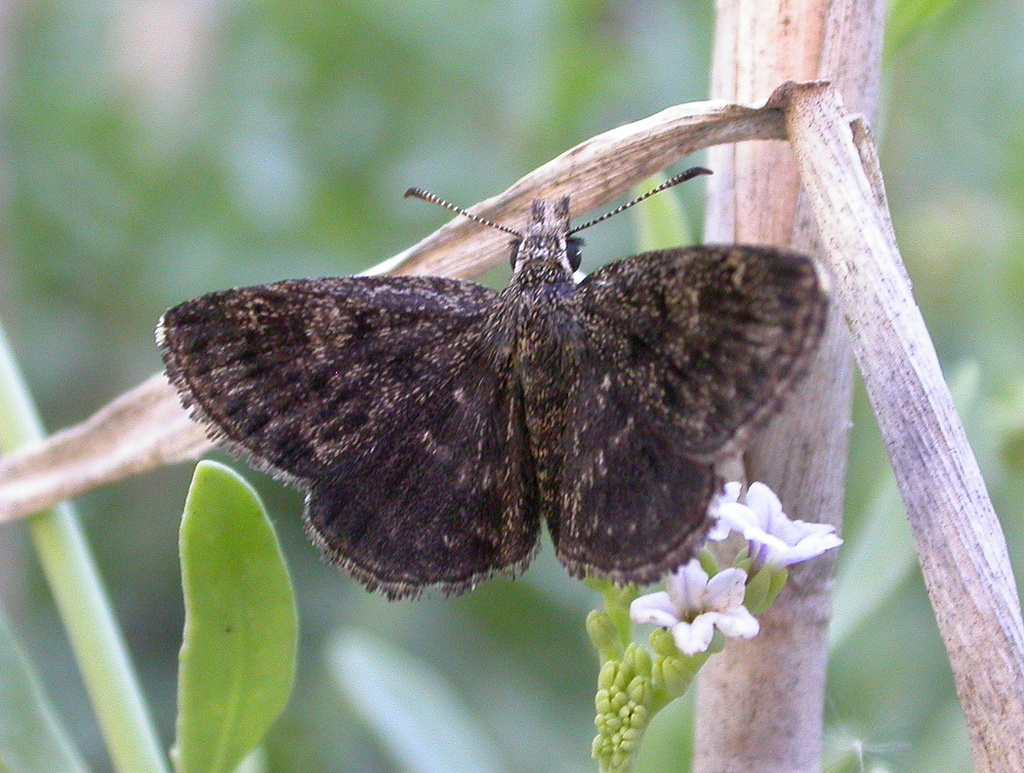 Hesperopsis alpheus (Saltbush Sootywing) | California Species Project