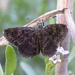 Macneill's Sootywing - Photo (c) Nick Block, some rights reserved (CC BY), uploaded by Nick Block