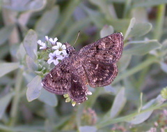 Hesperopsis gracielae