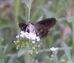 Hesperopsis gracielae