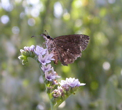 Hesperopsis gracielae