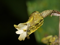 Gastrodia molloyi