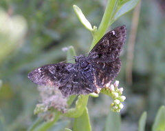 Hesperopsis gracielae