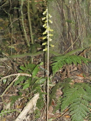 Gastrodia molloyi