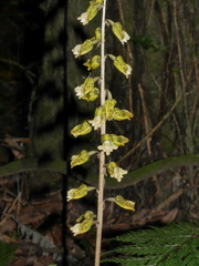 Gastrodia molloyi