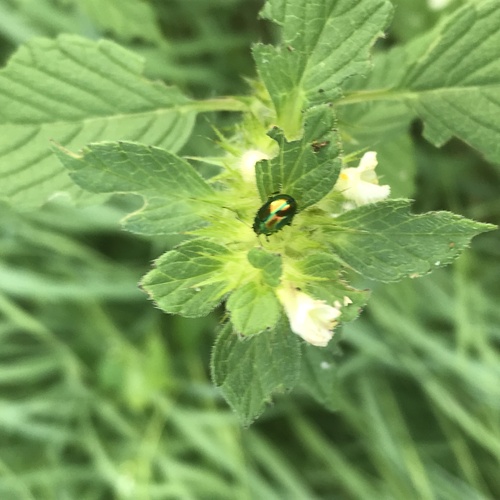 Dead-nettle Leaf Beetle photo 5