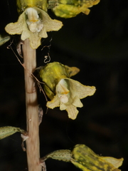 Gastrodia molloyi