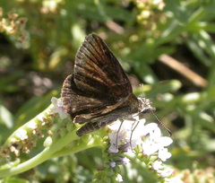 Hesperopsis gracielae