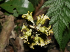 Gastrodia molloyi