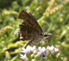 Hesperopsis gracielae