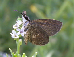 Hesperopsis gracielae
