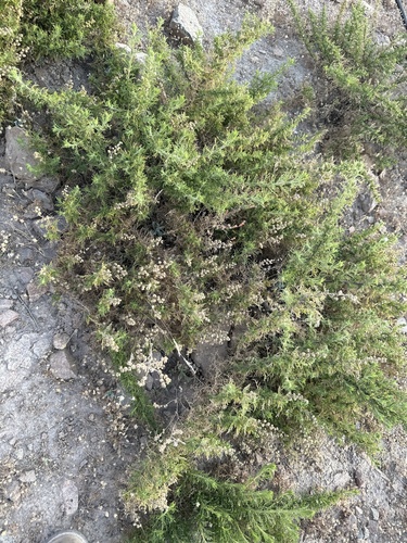 Ambrosia artemisioides