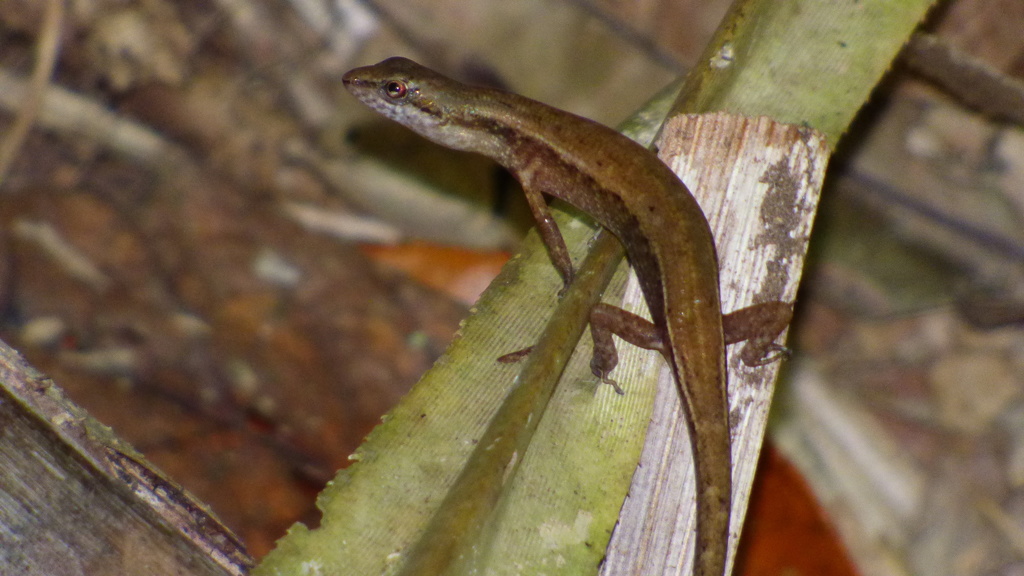 Pale-lipped Shadeskink (Saproscincus basiliscus)
