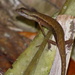 Saproscincus basiliscus - Photo (c) Bill Crins, algunos derechos reservados (CC BY-NC), subido por Bill Crins
