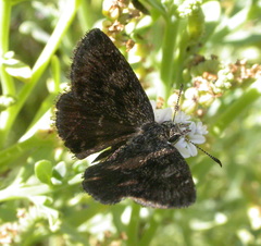 Hesperopsis gracielae