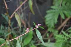 Persicaria orientalis