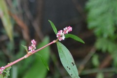 Persicaria orientalis