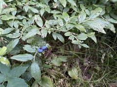 Vaccinium myrtilloides image