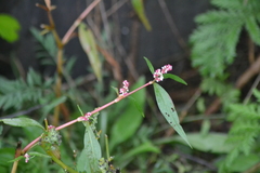 Persicaria orientalis