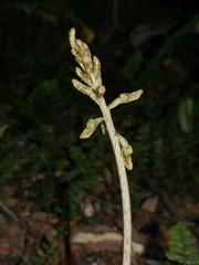 Gastrodia molloyi