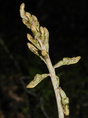 Gastrodia molloyi