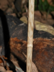 Gastrodia molloyi