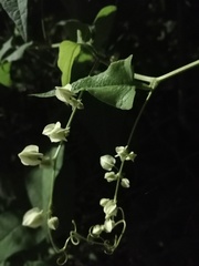 Antigonon flavescens