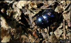 Trypocopris pyrenaeus cyanicolor