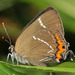 White-letter Hairstreak - Photo (c) Paolo Mazzei, some rights reserved (CC BY-NC), uploaded by Paolo Mazzei