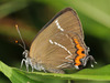 White-letter Hairstreak - Photo (c) Paolo Mazzei, some rights reserved (CC BY-NC), uploaded by Paolo Mazzei