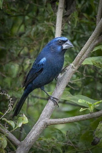 Ultramarine Grosbeak (Cyanoloxia brissonii), photo 8