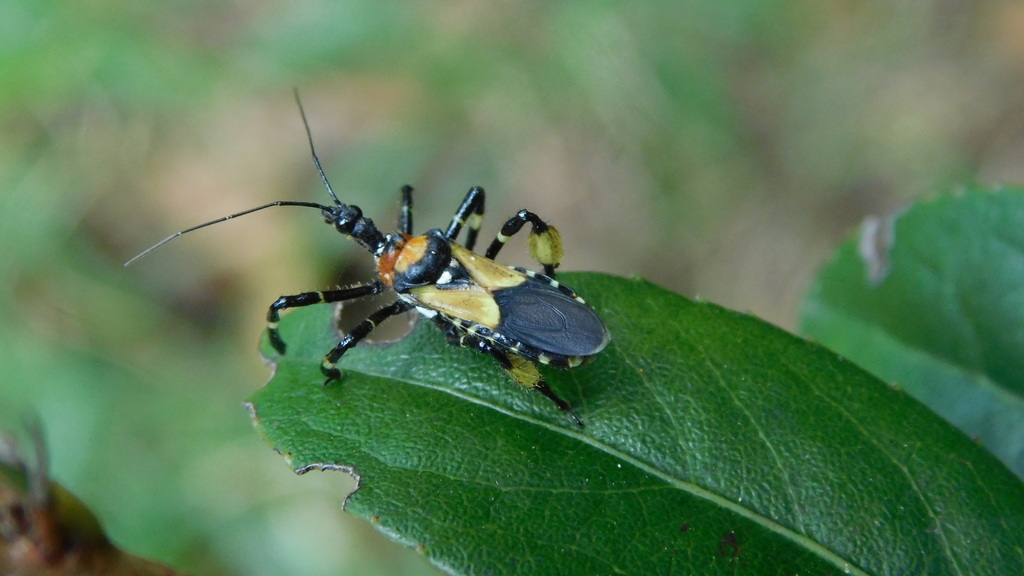 Heniartes distinguendus