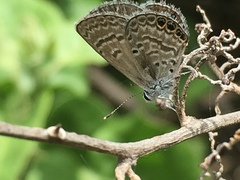 Hemiargus ramon