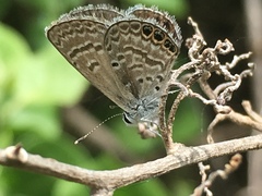 Hemiargus ramon