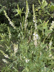 Melilotus albus image