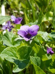 Viola langsdorffii