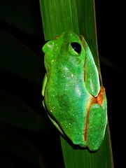 Agalychnis moreletii