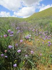 Dipterostemon capitatus capitatus