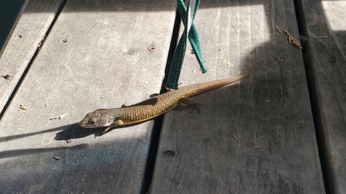 iNaturalist observation photo of Northern Alligator Lizard