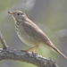 Gray-cheeked Thrush - Photo (c) Steven Mlodinow, some rights reserved (CC BY-NC)