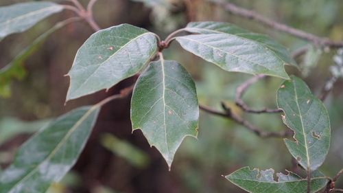 Quercus × pachucana