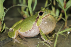Hyla orientalis